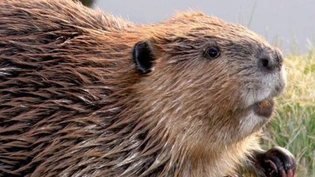 первый трек  (СЕМЬЯ БОБРОВ) 2023!