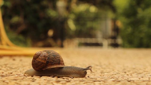 НЕВЕРОЯТНЫЕ ПРИКЛЮЧЕНИЯ УЛИТОК. #познавательное #природа #улитки#юмор смотреть онлайн