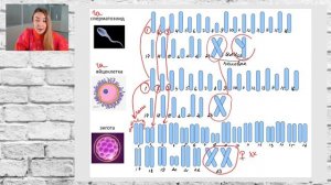 Гаплоидный, диплоидный набор хромосом. Аутосомы. Половые хромосомы.