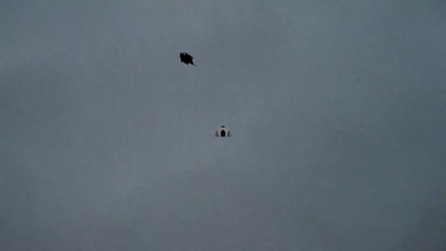 Охота на вальдшнепа C камерой ShotKam. Как правильно стрелять вальдшнепа весной.(перезалив)