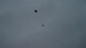 Охота на вальдшнепа c камерой ShotKam. Как правильно стрелять вальдшнепа весной.(перезалив)