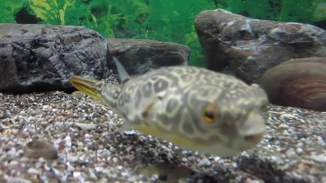 Алуштинский аквариум-3 смотреть онлайн