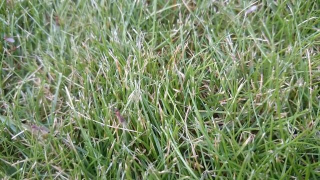 myrmica nuptial flight смотреть онлайн