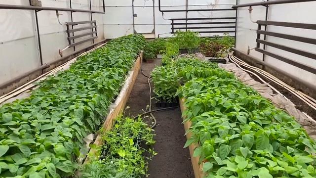 Борьба с вредителями овощных культур #ШПС № 124 смотреть онлайн