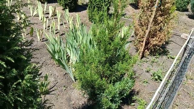 Можжевельник китайский Обелиск смотреть онлайн