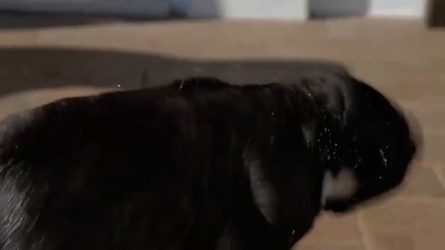 PURINA® PRO PLAN® - O Mundo Incrível do Seu Cão|Teaser 1 смотреть онлайн