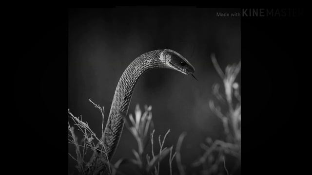 Black Mamba смотреть онлайн