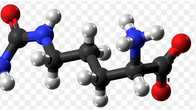 L-Arginine Vs. L-Citrulline: Which One Is Better For You?