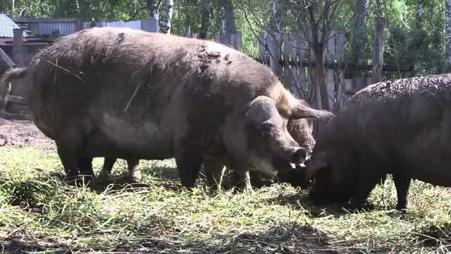 Пятачок кудрявый и шерстяной, 300 кг. веса и не только - Венгерская Мангалица.