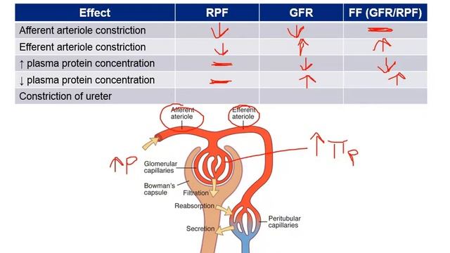 Amino acid clearance and filtration Renal physiology video part2 from USMLE First Aid Step one смотреть онлайн
