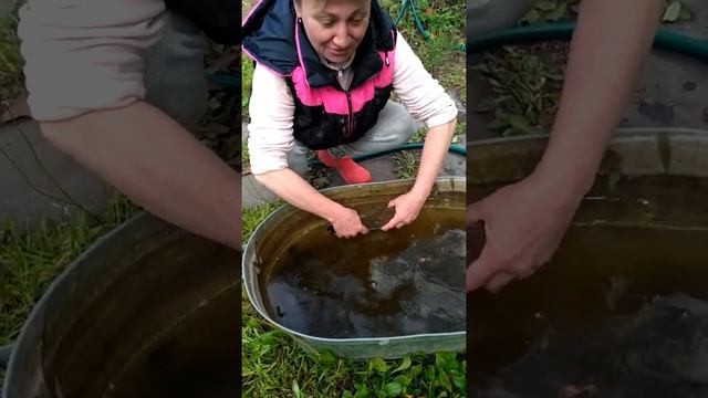 караси в своем пруду смотреть онлайн