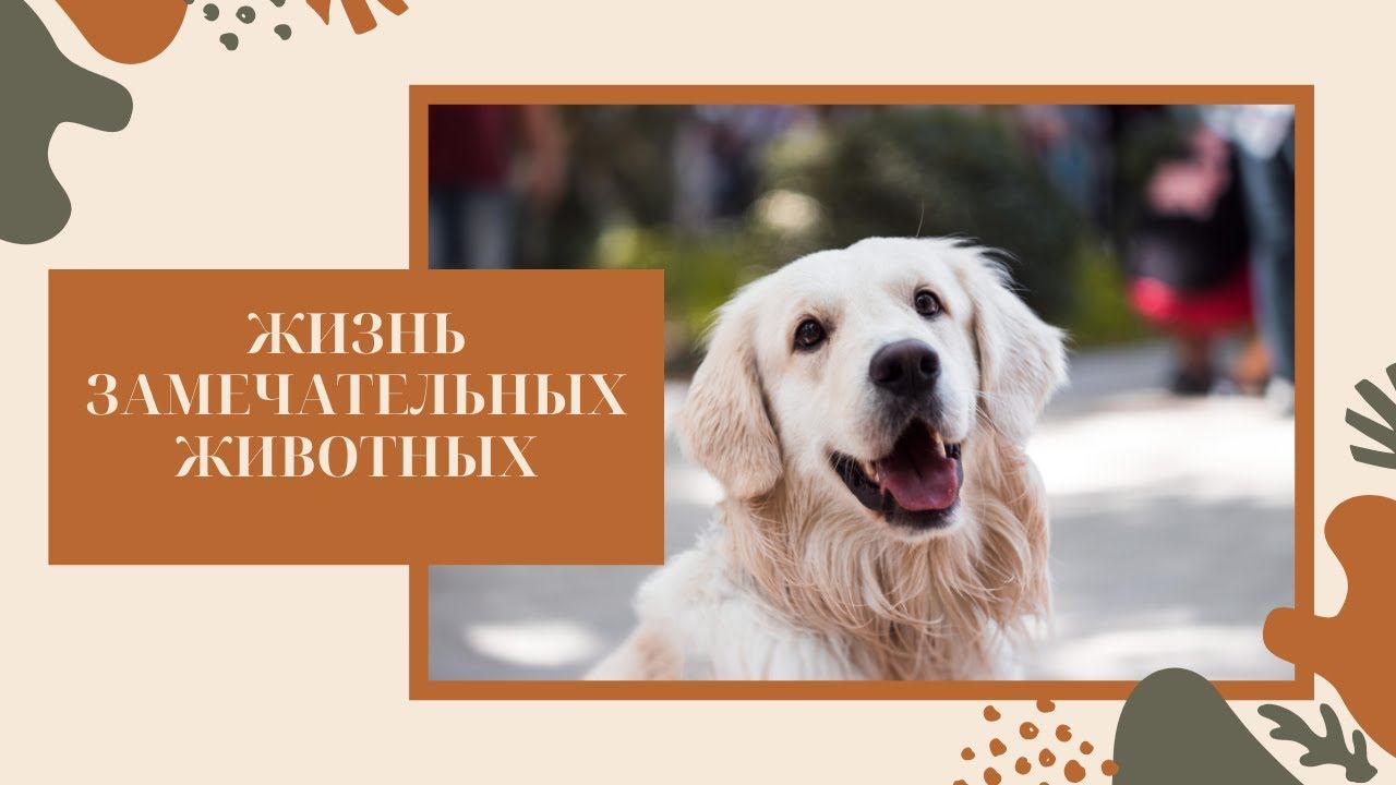 Смешные животные - 2 // Александр Самсонов смотреть онлайн