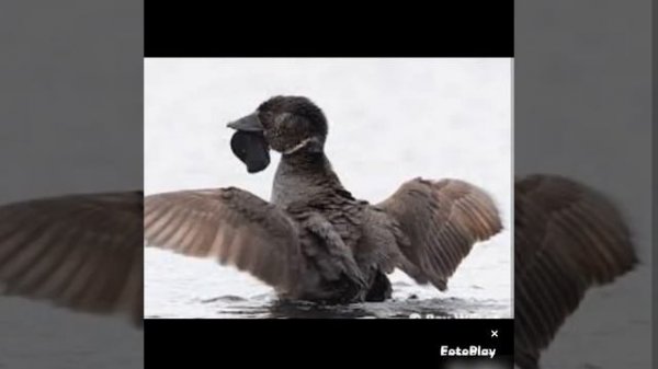 Лопастная утка