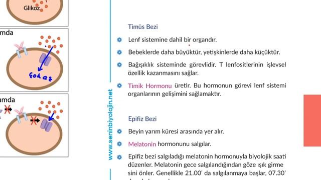 Östrojen , Progesteron ve Testesteron Hormonları смотреть онлайн