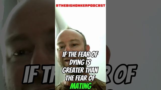 Why are Male Ducks Colorful? #TheBigHonkerPodcast #science #waterfowl смотреть онлайн