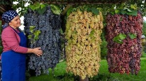 Сбор Винограда и Приготовление Варенья на Зиму 🍇