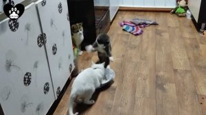 Шестьдесят четвёртая серия