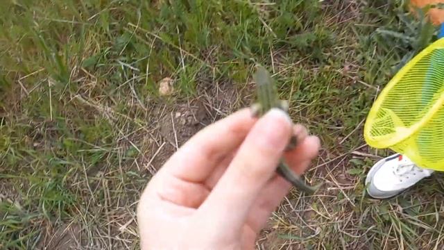 БОЛЬШАЯ ловля / Ловля ящериц смотреть онлайн
