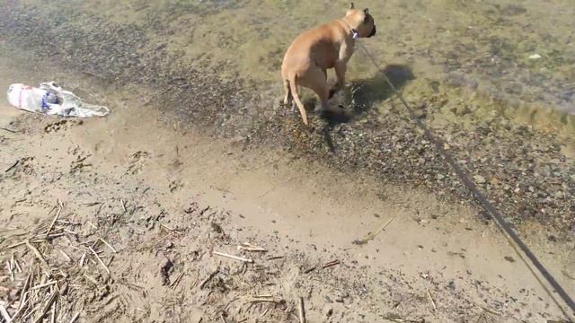 Когда обожаешь воду, но в таком количестве видишь первый раз... смотреть онлайн