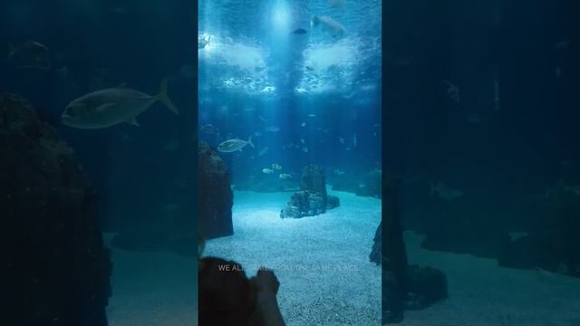 #oceanariodelisboa смотреть онлайн