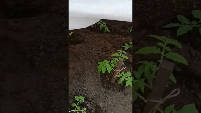 Как высадить томаты в теплицу #shots смотреть онлайн