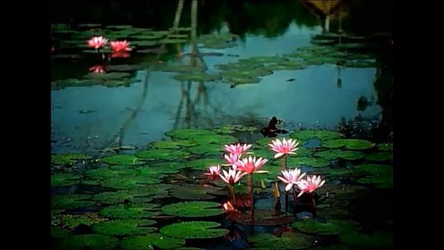 Мой фильм вода