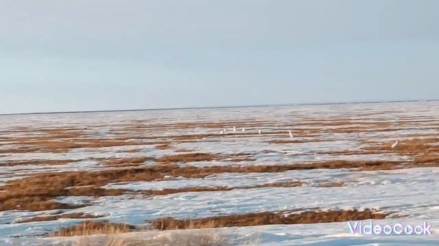 Северные зайцы🐰 смотреть онлайн