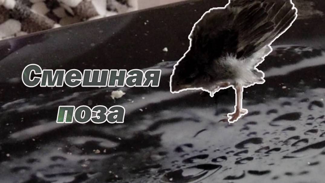 Потягушки от воробья, как тянется воробей!? Домашний воробей еще птенец смотреть онлайн