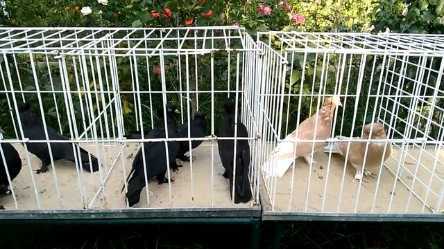 Некоторые ответы на вопросы в комментариях. смотреть онлайн