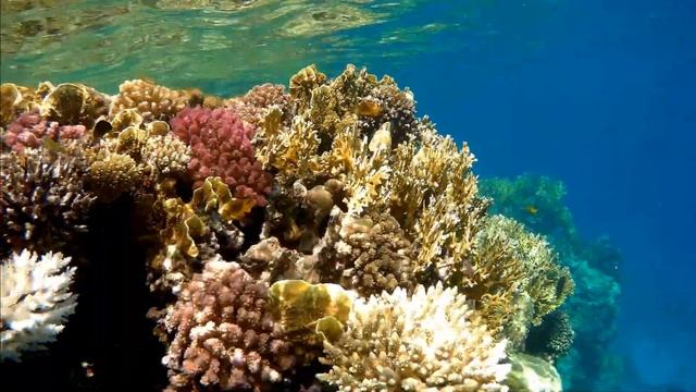 White coral Acropora, Белый коралл Акропора смотреть онлайн