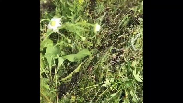 Покос Люцерны Первый Год смотреть онлайн