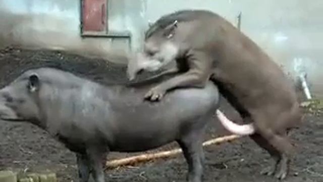 tapir shmakayutsya смотреть онлайн