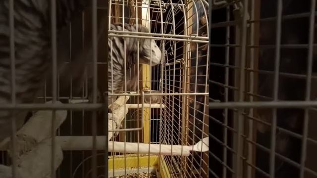 Тиша зевает смотреть онлайн