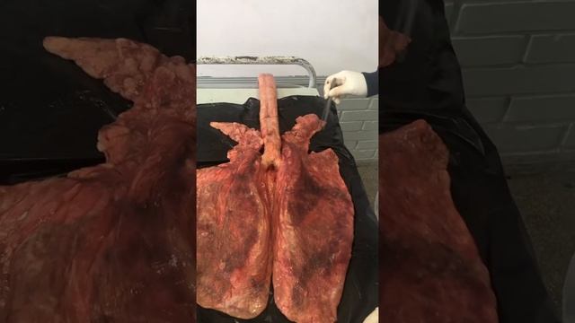 Pulmones del caballo смотреть онлайн