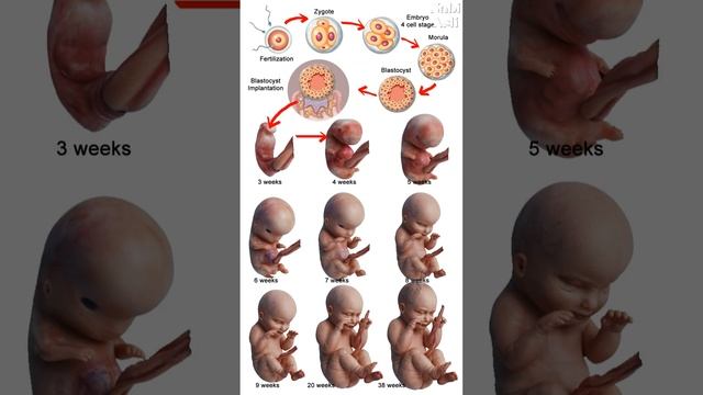 Embryology In The Quran