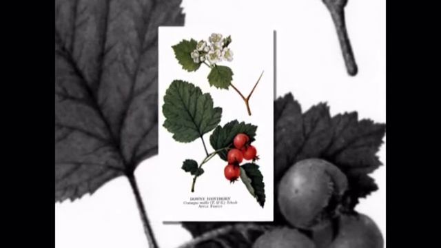 Why Ashwaganda Is Good For You.