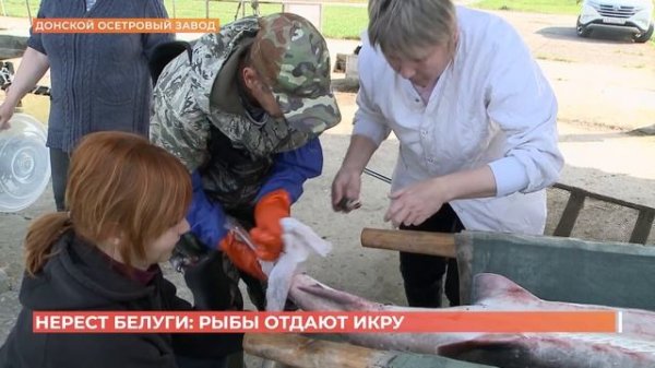 Нерест белуги на Дону: рыбы отдают икру
