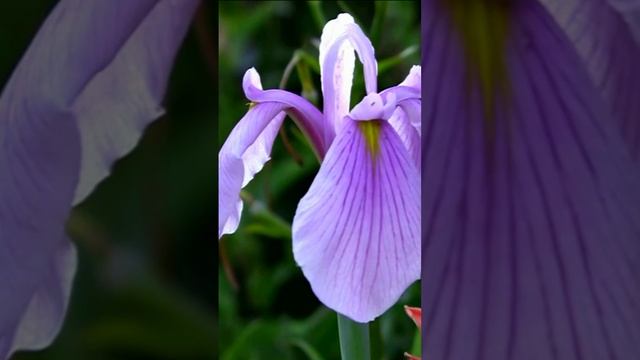 Ирис. Дмитрий Шлапак смотреть онлайн