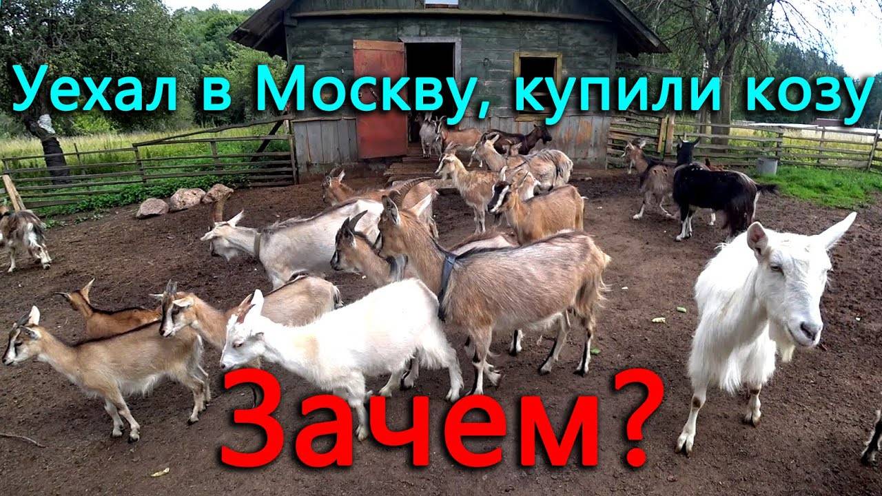 Мы избавились от своих коз, а сейчас купили козу. Я помыл собаку и уехал в Москву. Зачем все это_ смотреть онлайн