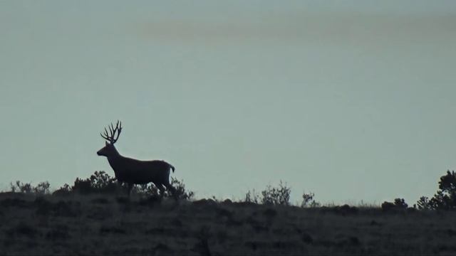 Leupold VX-6 Riflescope--Video Review