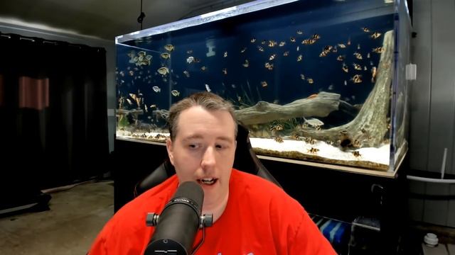 How Much Filtration Do I Need For My Aquarium? смотреть онлайн