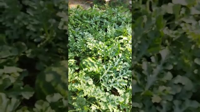 Калифорния кизил чувалчанги ва Биогумус бор. Андижон В. Баликчи. т. 94-565-35-73 смотреть онлайн