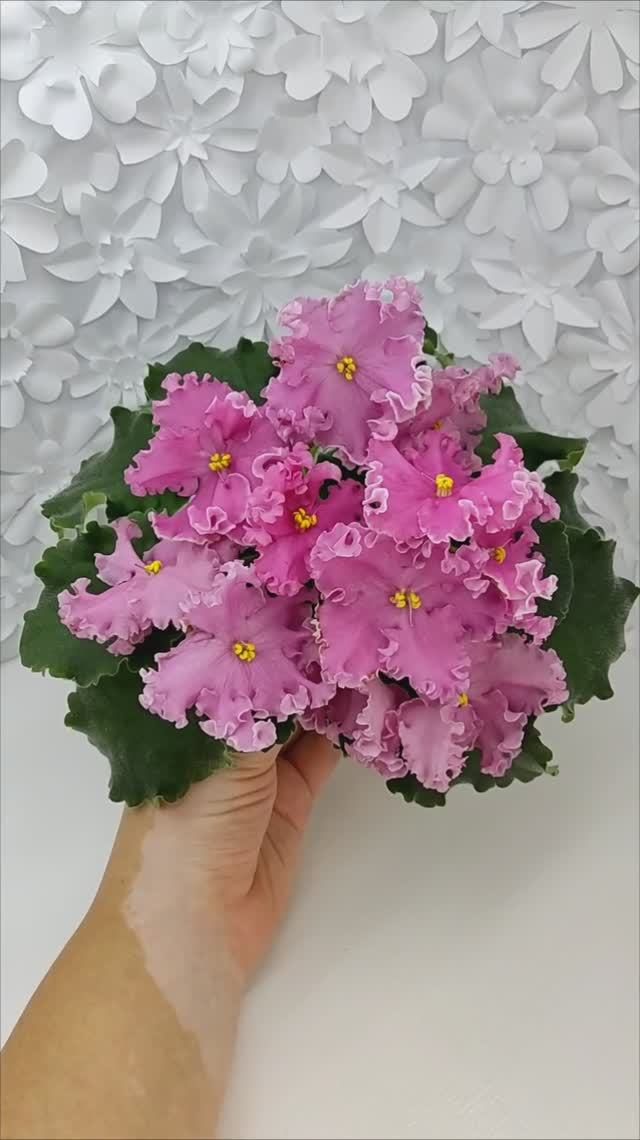 Фиалка НД-Ливадия