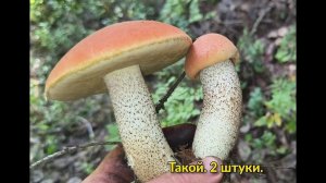 ЛЕСНАЯ СИМФОНИЯ ! ПРИКЛЮЧЕНИЕ СБОРА ГРИБОВ !