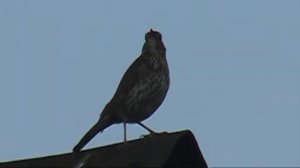 Весенняя песня дрозда