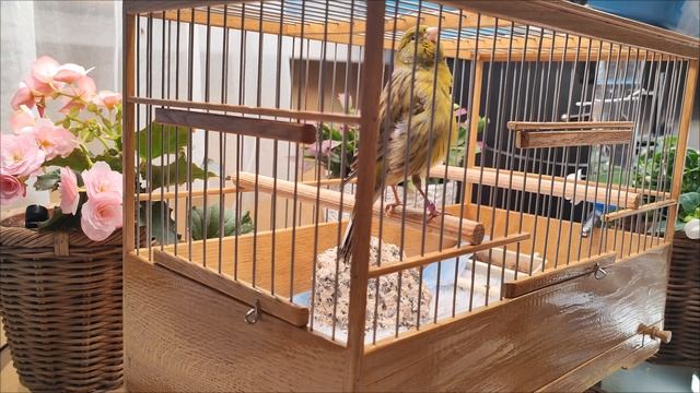 Кенар 2.2024г.Русская певчая канарейка. Лесной напев. ( russian Canary Orpheus\ канарче Орфей) смотреть онлайн