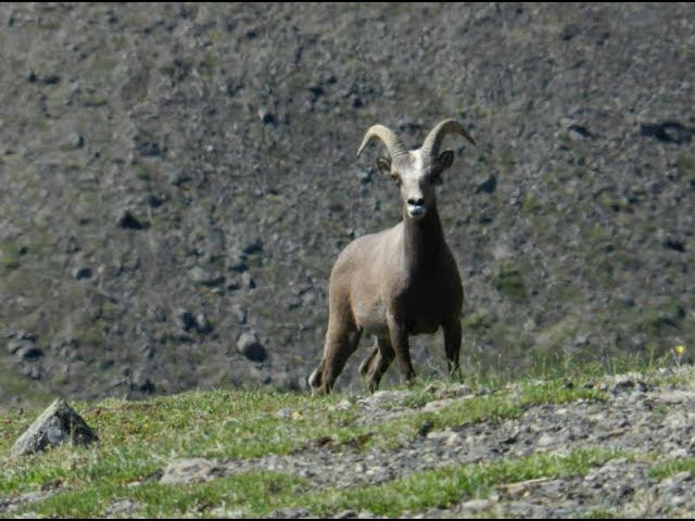 Бараны Сунтар Хаята. смотреть онлайн