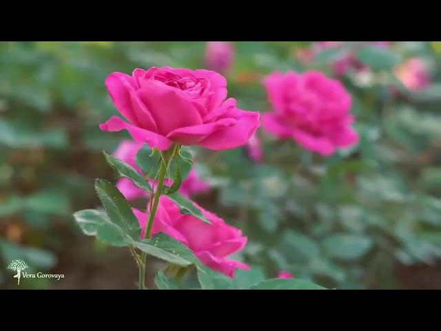 МАНТРА НА ОТКРЫТИЕ ВСЕХ ПУТЕЙ В ЖИЗНИ (без рекламы, читайте описание под видео))