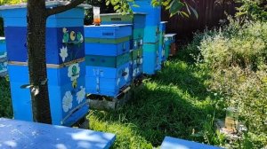 ИЗОЛЯЦИЯ МАТОК В ЗИМУ!!!  КОГДА НУЖНО ДЕЛАТЬ??? И ПОЧЕМУ Я ТАК ДЕЛАЮ!!!  ОТВЕТЫ НА ВОПРОСЫ!!!