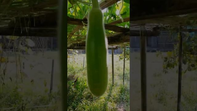 Homegrown Bottle Gourd Plant || Green Long Melon || Calabash (Lagenaria siceraria) смотреть онлайн